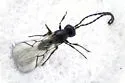 Hexacola neoscatellae