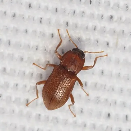 Hexacylloepus ferrugineus