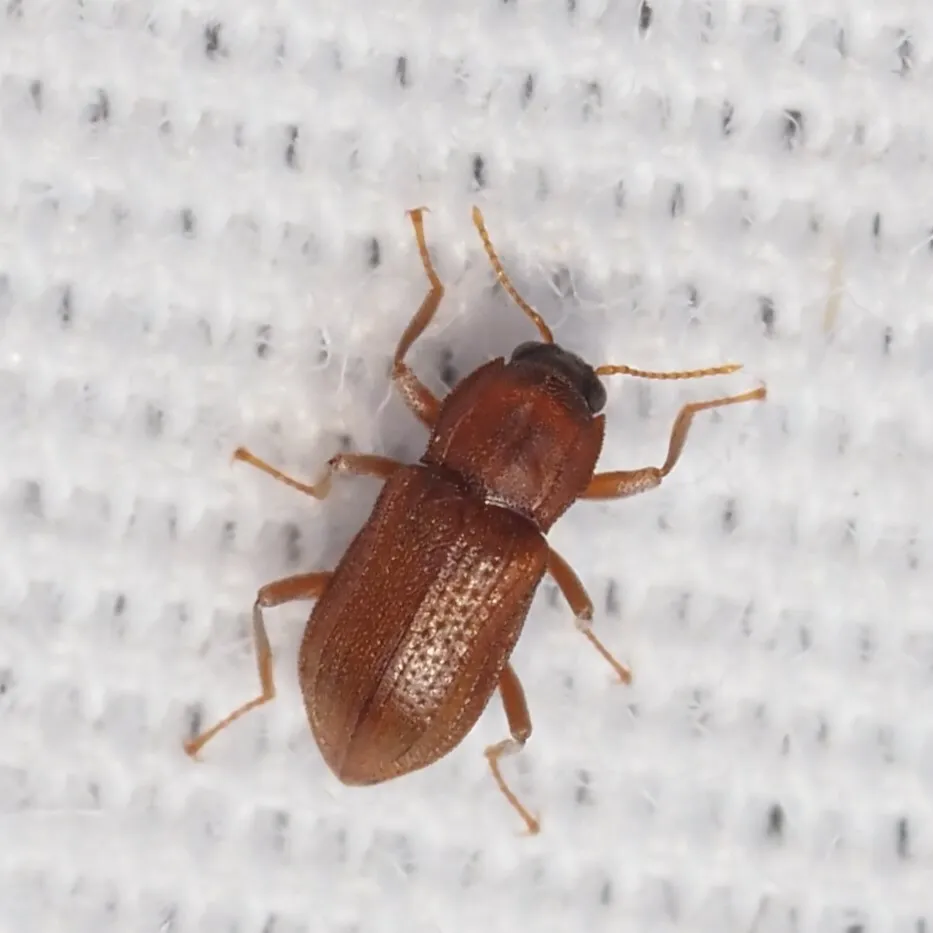 Hexacylloepus ferrugineus - photo 3