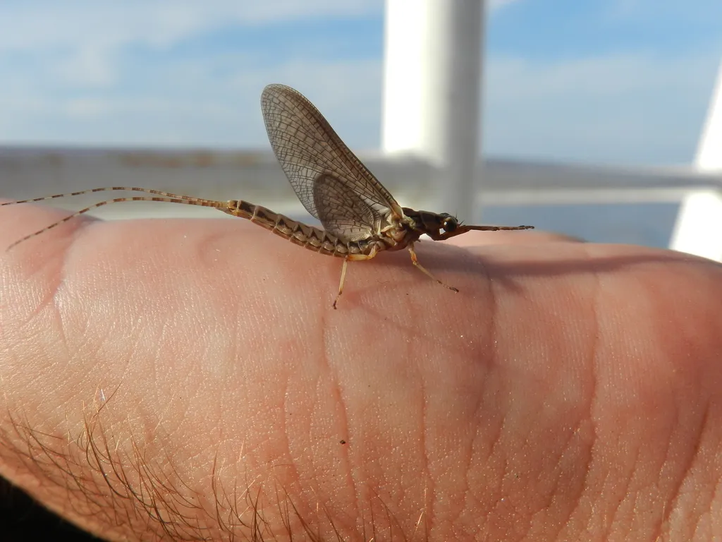 Southern Giant Mayfly - photo 2