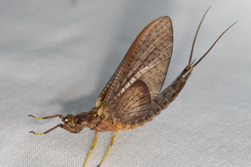 Hexagenia atrocaudata - photo 2