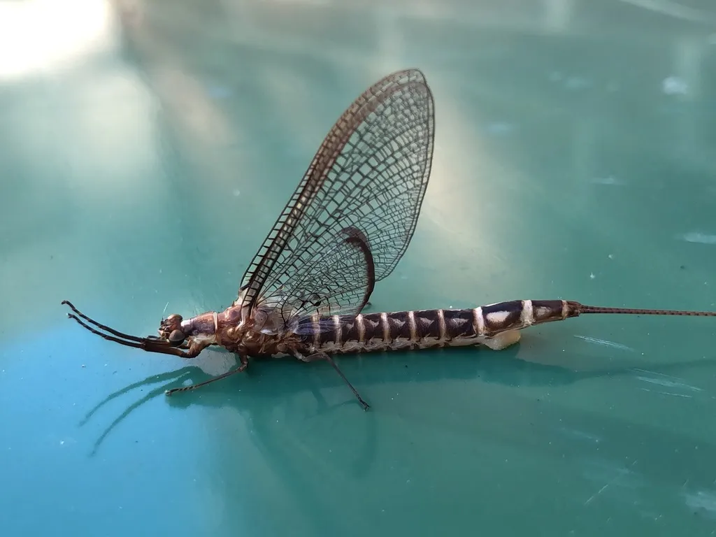 Hexagenia bilineata