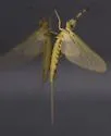 Hexagenia orlando