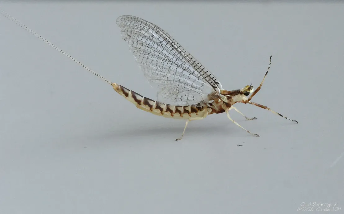 Hexagenia rigida