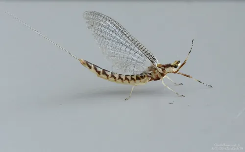 Hexagenia rigida - photo 3