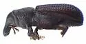 Eastern Wood Weevil - photo 2