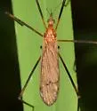 Hexatoma aurata - photo 2