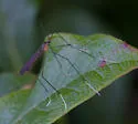 Hexatoma brevioricornis