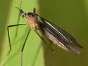 Hexatoma brevioricornis - photo 2