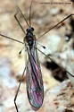 Hexatoma brevioricornis - photo 4