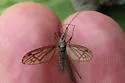 Hexatoma longicornis