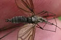 Hexatoma longicornis - photo 2