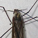 Hexatoma sculleni - photo 5