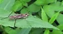 Hexatoma spinosa - photo 3