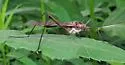 Hexatoma spinosa - photo 4
