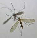 Hexatoma wilsonii