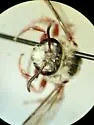 Hexepeolus rhodogyne - photo 2