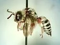 Hexepeolus rhodogyne - photo 3