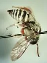 Hexepeolus rhodogyne - photo 4