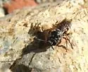 Hexepeolus rhodogyne - photo 5