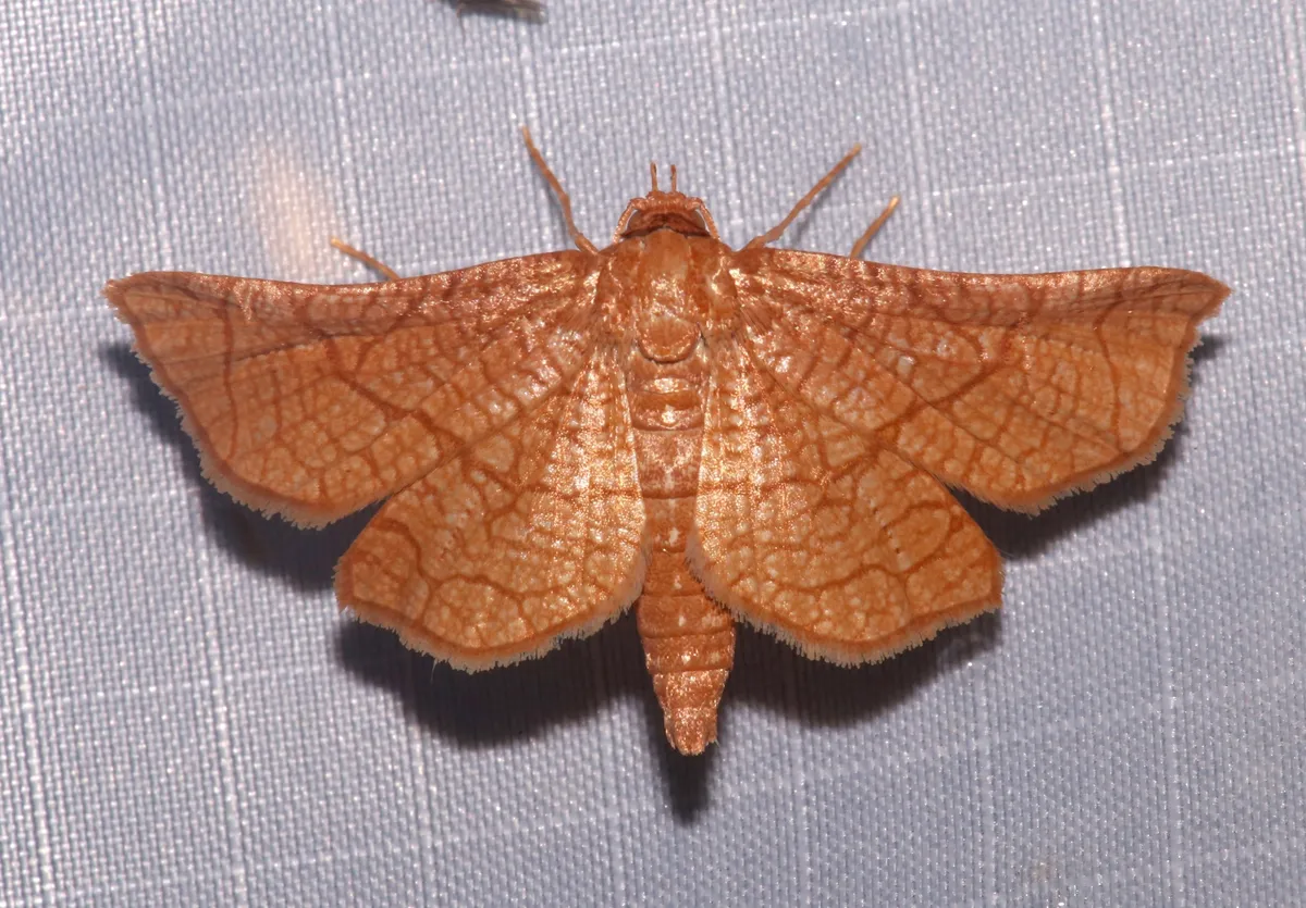 Seagrape Borer - Hodges#6082 - photo 2