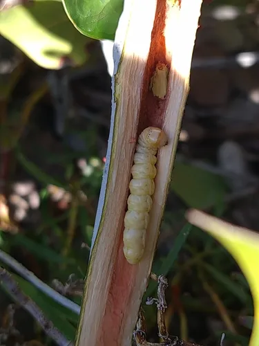 Seagrape Borer - Hodges#6082 - photo 3