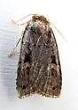 Hexorthodes agrotiformis - Hodges#10596