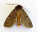 Hexorthodes agrotiformis - Hodges#10596 - photo 4