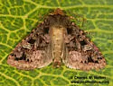 Hexorthodes catalina - Hodges#10603