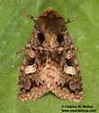 Hexorthodes catalina - Hodges#10603 - photo 2
