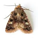 Hexorthodes catalina - Hodges#10603 - photo 4