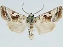 Hexorthodes citeria - Hodges#10603.1