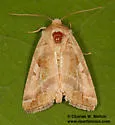 Hexorthodes citeria - Hodges#10603.1 - photo 4