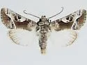 Hexorthodes emendata - Hodges#10603.2