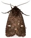 Hexorthodes inconspicua - Hodges#10593