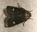 Hexorthodes inconspicua - Hodges#10593 - photo 4
