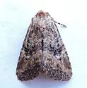 Hexorthodes nipana - Hodges#10286