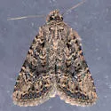 Hexorthodes nipana - Hodges#10286 - photo 2
