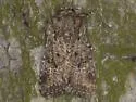 Hexorthodes nipana - Hodges#10286 - photo 4