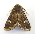 Hexorthodes senatoria - Hodges#10602 - photo 2
