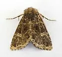 Hexorthodes senatoria - Hodges#10602 - photo 4
