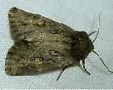 Hexorthodes serrata - Hodges#10592