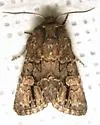 Hexorthodes serrata - Hodges#10592 - photo 2