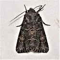 Hexorthodes serrata - Hodges#10592 - photo 4