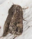 Hexorthodes serrata - Hodges#10592 - photo 5