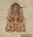 Hexorthodes tuana - Hodges#10285