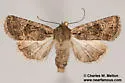 Hexorthodes tuana - Hodges#10285 - photo 2