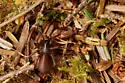 Hexura picea - photo 3