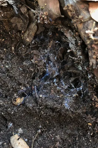 Hexurella apachea - photo 2