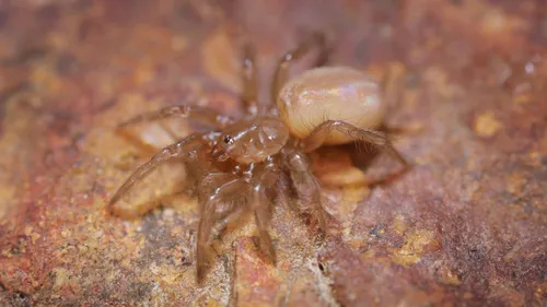 Hexurella apachea - photo 3